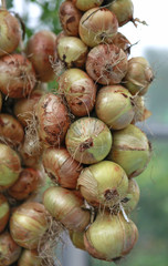 braids of onions