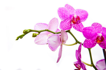Pink streaked orchid flower, isolated 
