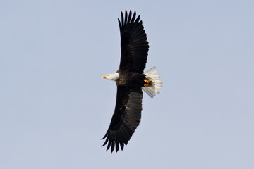 American Bald eagle