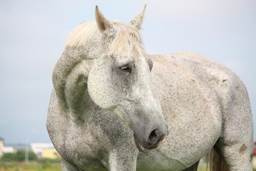 Obraz premium White horse portrait at the grazing