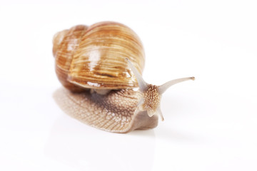 Snail