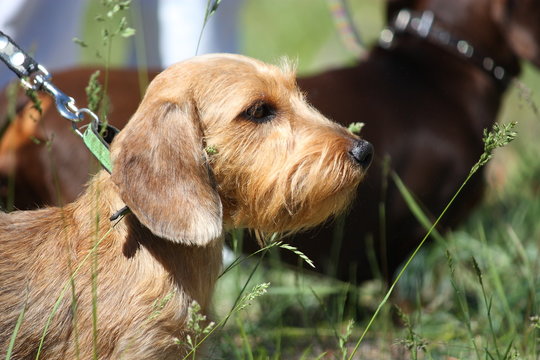 Brown dachshund dog portrait in the park