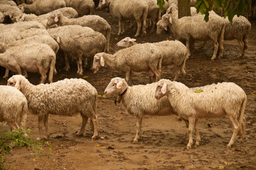 Obraz na płótnie Canvas Grupa owiec