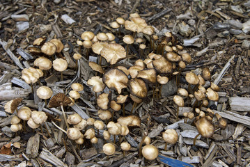 Fungus mushrooms in the field