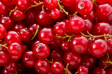 Red Currents (Ribes rubrum)