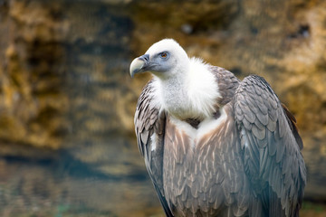 Griffon vulture (Gyps fulvus)