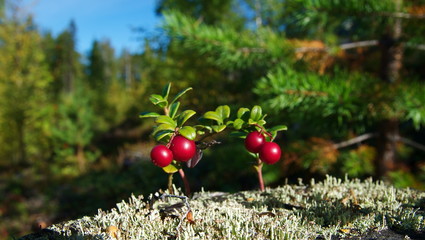 Wild ripe cowberries in forest