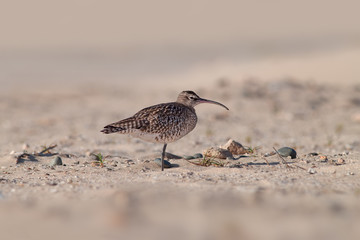 a curlew standing on one leg in it`s natural habitat