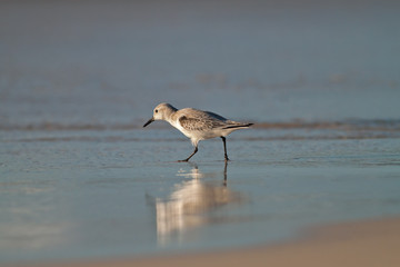 a sanderling looking for food on a beach