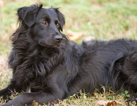Portrait of a young black border collie in the grass