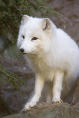 Portrait of an Arctic Fox, Vulpes lagopus