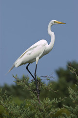 Obraz premium White Heron perched in Evergreen