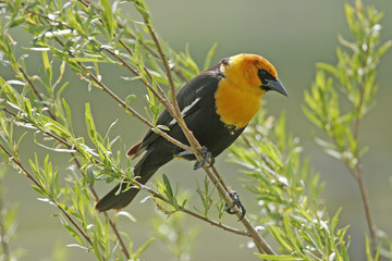 Yellow-headed Blackbird male (Xanthocephalus xanthocephalus)