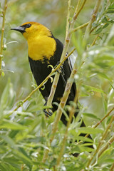 Yellow-headed Blackbird male (Xanthocephalus xanthocephalus)