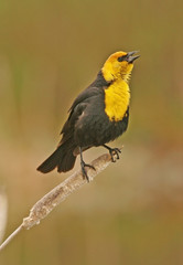 Yellow-headed Blackbird male (Xanthocephalus xanthocephalus)