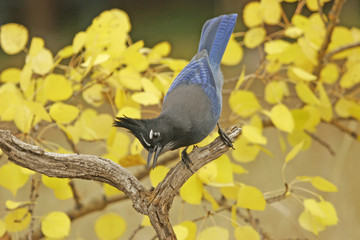 Steller's Jay (Cyanocitta stelleri)