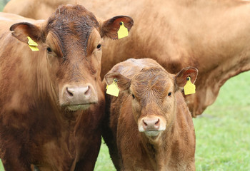 Brown cows, mother and kid on a farm