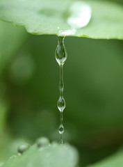 Dripping waterdrops from a green leaf after rain