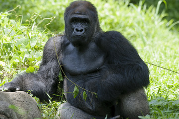 Posting Silverback