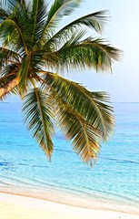 Obrazy na Plexi  Tropikalna plaża