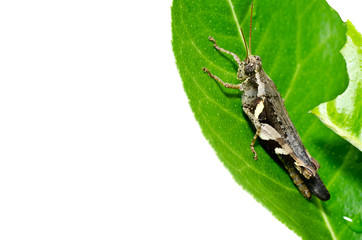 grasshopper on leaf isolated