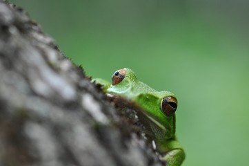 モリアオガエル