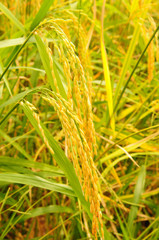 Rice in paddy