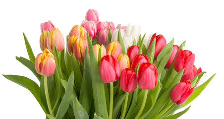 Obraz premium Verschiedene Tulpen