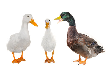 three duck