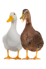 duck white