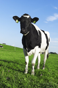 Black and white Holstein friesian cow