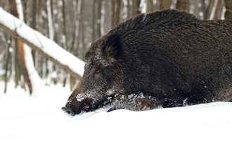 Wild boar in winter