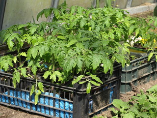 Seedlings in box