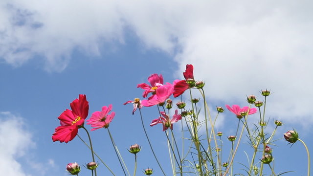 Cosmos, Mexican aster flower