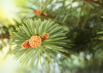 fir tree branch, on green background