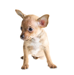 short haired chihuahua puppy in front of a white background