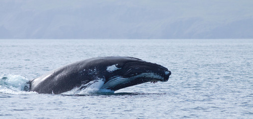 Megaptera novaeangliae, Meggatera salto