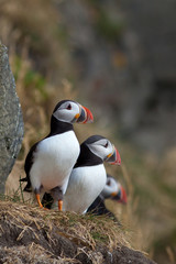 Puffin, ritratto