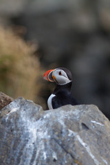 Puffin, ritratto