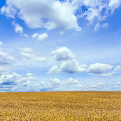 corn field under blue sky