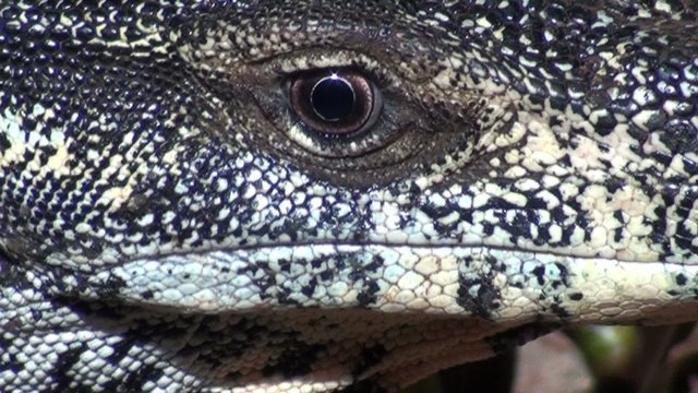 Lace monitor eye