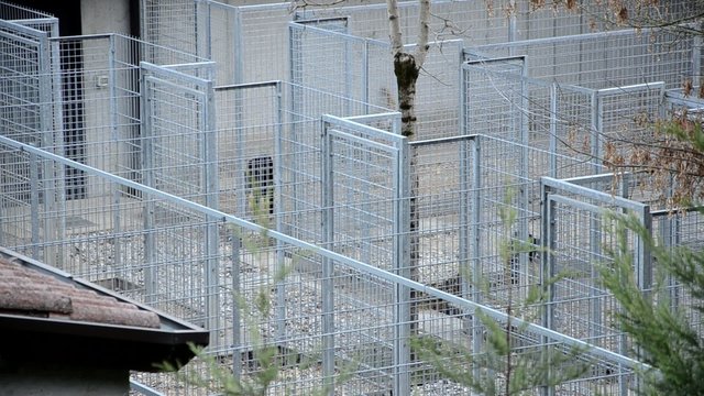 Chenil Canile Kennel