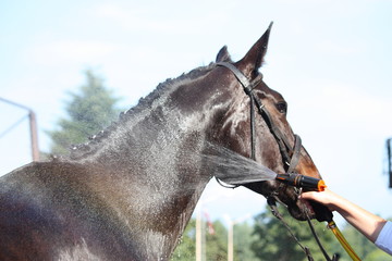 Brown horse taking a bath