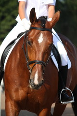 Beautiful sport horse portrait during dressage test