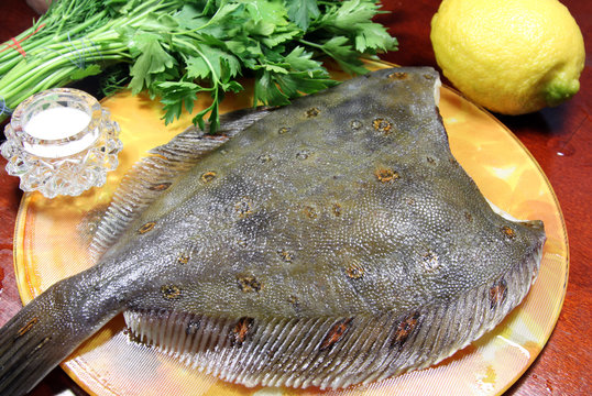 Камбала сырая. Камбала мурманская пятнистая. Камбала фото. Камбала сырая. Камбала тюрбо.