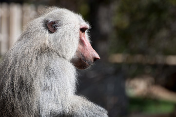 Yellow baboon, Papio cynocephalus