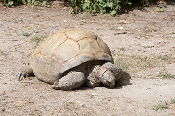 Obraz premium Land Tortoise grazing on soil