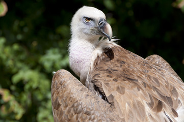 Griffon Vulture, Gyps fulvus
