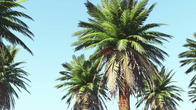 move beside palms on sky background with alpha channel matte