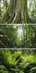Fototapeta premium regenwald